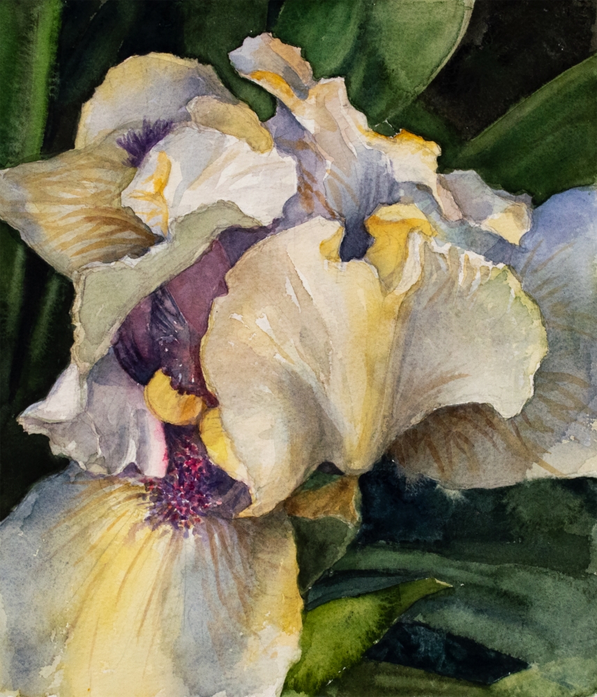 Bearded Iris, 12.25&quot; x 10.5&quot;, Watercolor