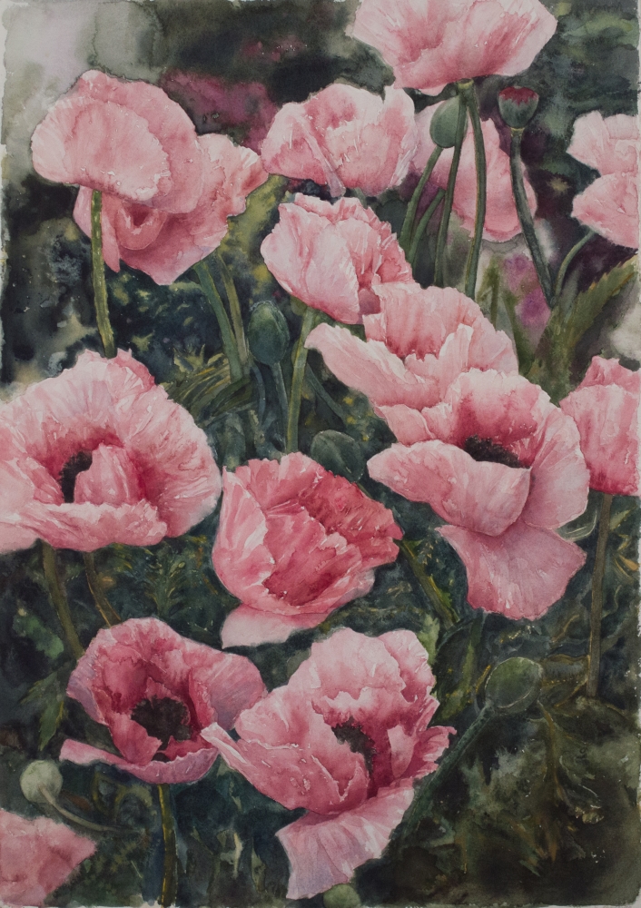 Eileen Goodman, Oriental Poppies 29" x 20"  Watercolor