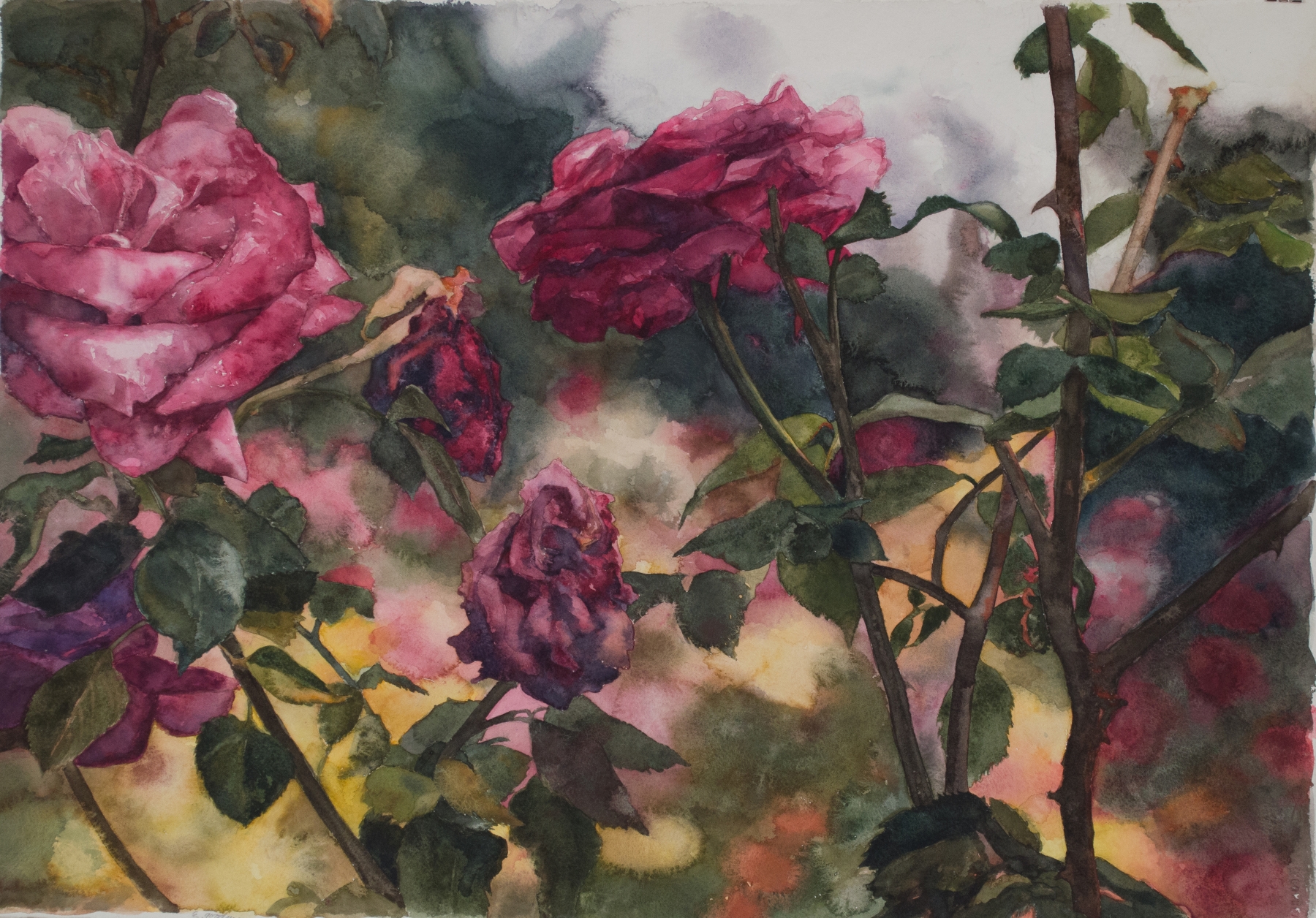 Roses In Front, 20.75&quot; x 29&quot;, Watercolor
