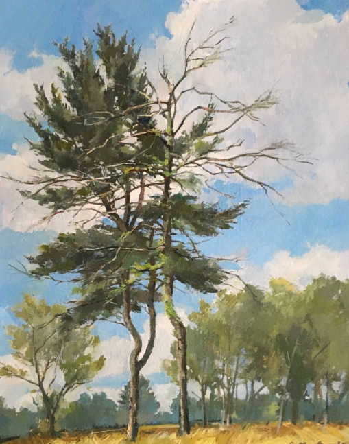 Douglas Martenson, Pines II    15" x 11.25"  Oil On Panel