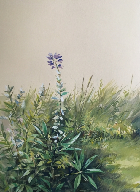 Lupin  22" x 15"  Watercolor On Buff Paper